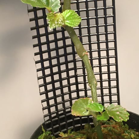 Begonia sp. from Saripoi [LA0813-2]