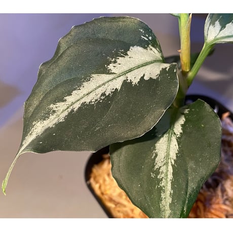 Aglaonema pictum [LA0915-z-s-11]