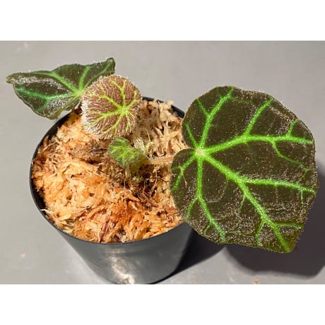 Begonia sp . from Sumpur [TK031117]