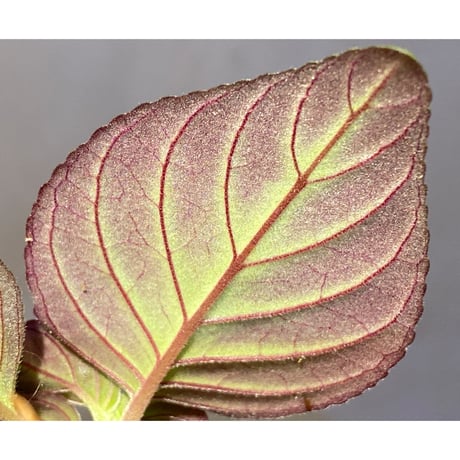 Gesneriaceae gen. from Kalimantan Barat
