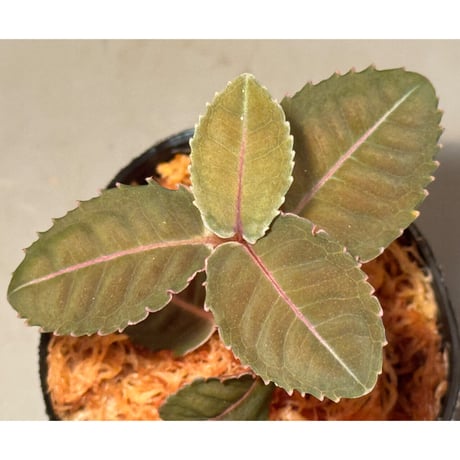 Labisia sp. from Malaysia [KN]