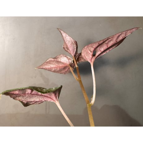 Peperomia sp. from Iquitos Peru Feb 2023 [tanakay]