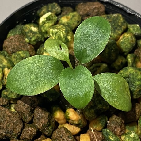 Homalomena sp. from Padang sumatera [LA0117-02]