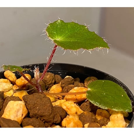 Begonia cf. ferox from Cao Bang [YH040519BK] TK