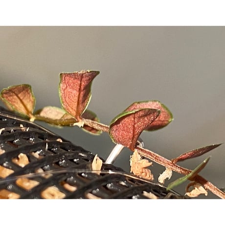 Marcgravia sp. "Azreal"