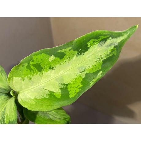 Aglaonema pictum "Eureka Mk-2" DFS from Sumatra barat [AZ0912-1]