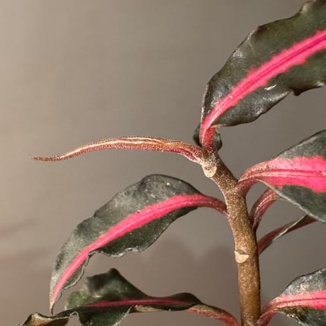 Labisia sp. from Vietnam