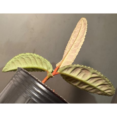 Emblemantha urnulata (Labisia sp.) from Riau sumatera [LA0815-01]