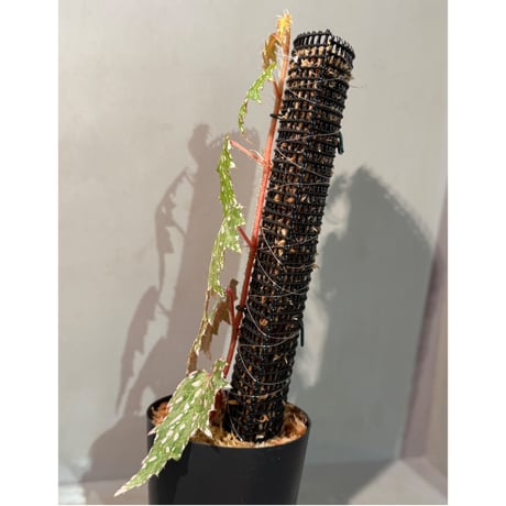 Begonia sp. from Luzon Aurora Philippines 標高500m付近　[KSB]