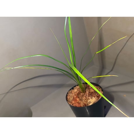Mapania sp. from "Nanga pinoh" Melawi Kalimantan barat [TB]
