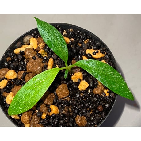 Homalomena hasei "狐尾" from Aceh sumatera [LA0214-4]