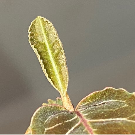 Labisia sp. from Riau sumatera