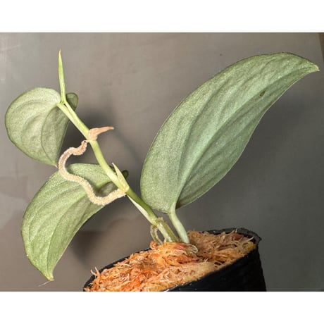 Scindapsus sp. "Dragon scale"