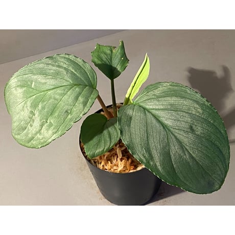 Homalomena sp. "Kayu Lapis" White Kal-barat [TB]