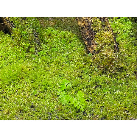 Moss from Ipoh State Malaysia