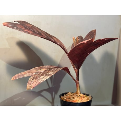 Pinanga veitchii from Sanggau West Kalimantan