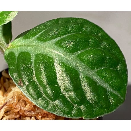 Gesneria sp. "Nanga pinoh" Kab. Melawi [TB]