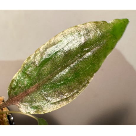 Cryptocoryne nurii "Lga-1" Pulau Lingga [HW0622-06]