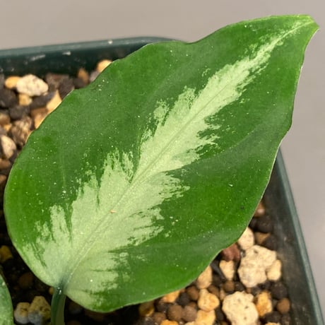 Aglaonema pictum A "しるば〜らいん" from Aceh sumatera [LA1118-06b]
