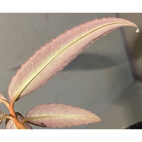 Labisia sp. from Kapuas hulu Kalimantan barat