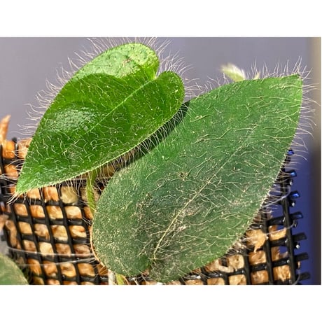 Ficus sp. from Selangor