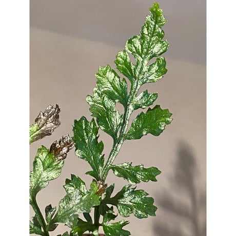 Bolbitis heteroclita cuspidata