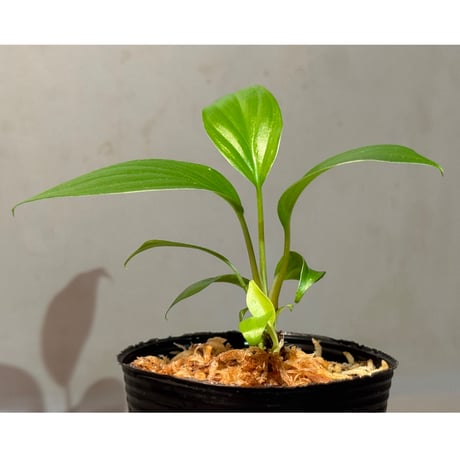 Homalomena sp. Sg. BA Berau KAL-TIM [PP-230928-13]