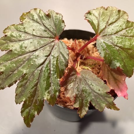 Begonia Hyb. (Halmahera x Aceh)
