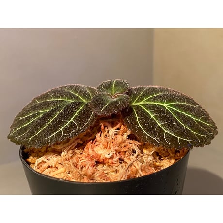 Pearcea hypocyrtiflora from Rio Napo Ecuador [tanakay] 白葉脈