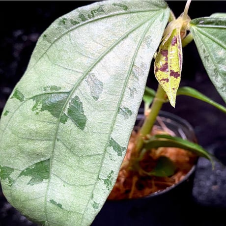 Elatostema sp. from Nopphitam [TK260915]