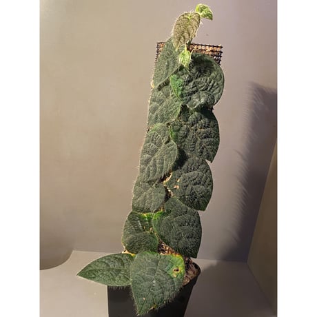 (大株) Ficus sp. from Selangor