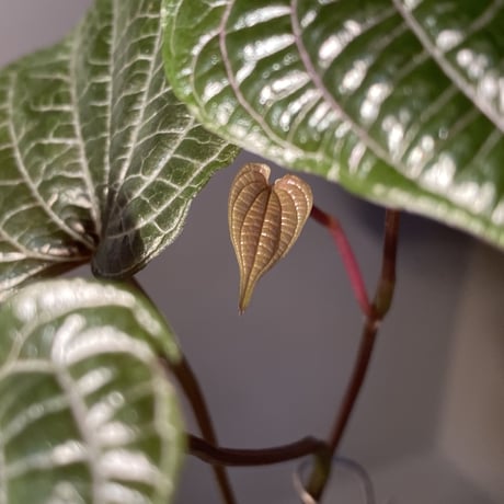 Dioscorea dodecaneura (discolor) from Ecuador