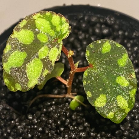 Begonia chlorosticta (Green) from Borneo Sarawak