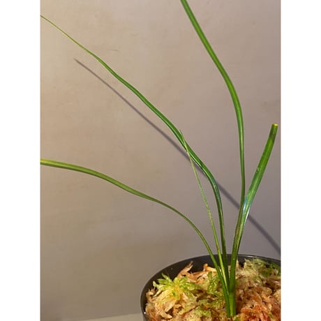 Mapania sp. from "Nanga pinoh" Melawi Kalimantan barat [TB]