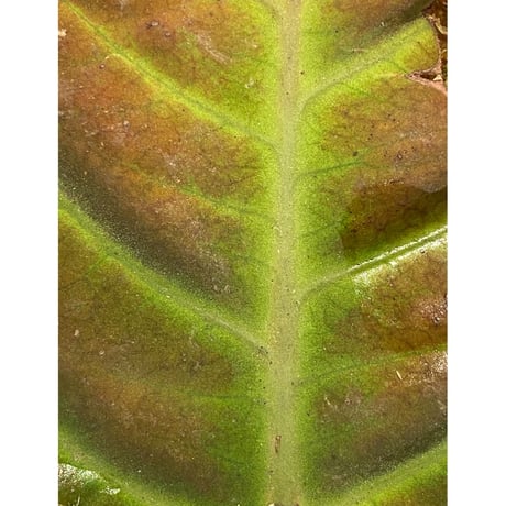 Ardisia sp. from Thailand