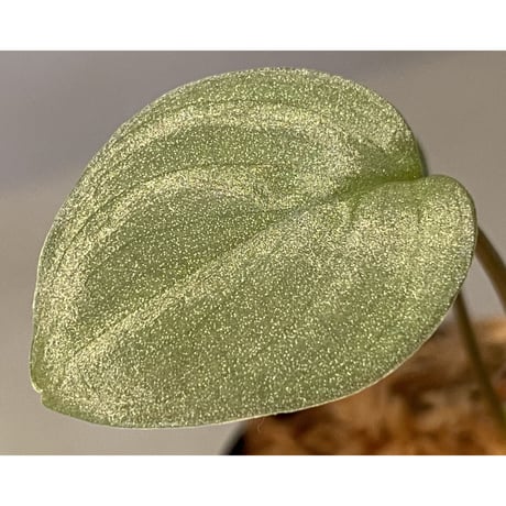 Homalomena sp. "Pink Velvet" from Kepulauan Riau [KN]