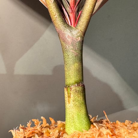Pinanga veitchii from Sanggau West Kalimantan ①