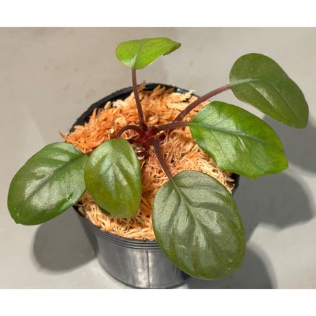 Homalomena terajaensis "Labi" Brown Brunei [TB]