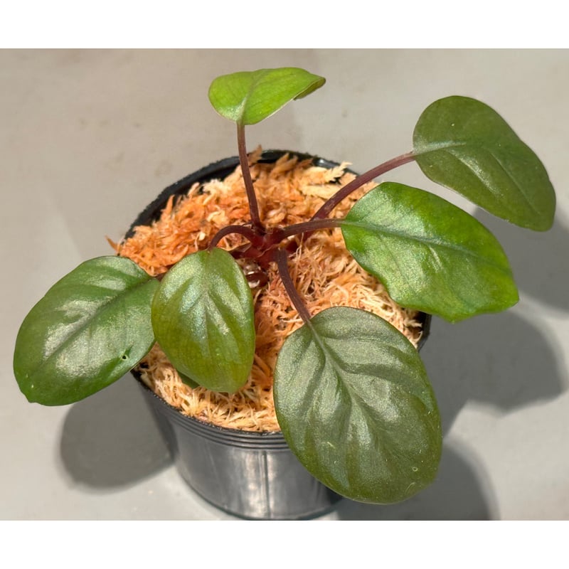 Homalomena terajaensis 