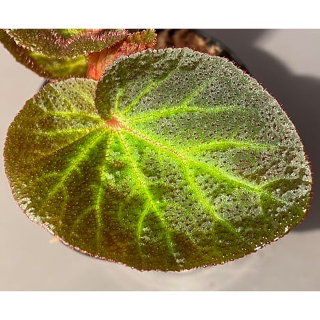 Begonia sp. from Manaus