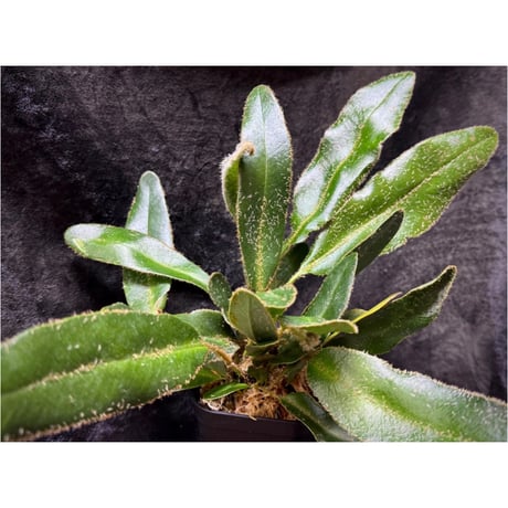 (LLサイズ) Elaphoglossum apodum [ECUAGENERA]