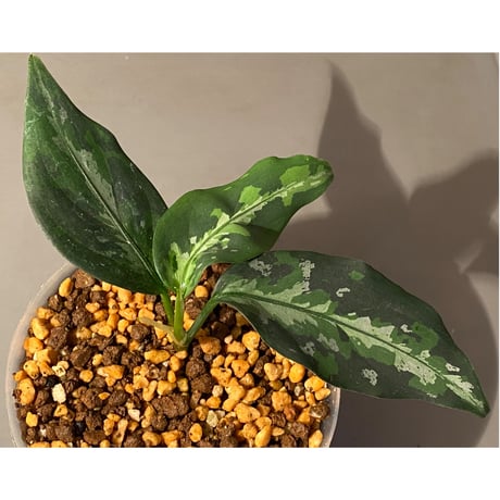Aglaonema pictum from Aceh sumatera [T-120119] X産地