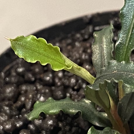 Bucephalandra sp. from "Mangat" [MF0417-2A] ③