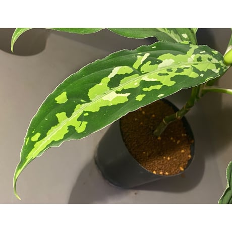 Aglaonema pictum from Tigalingga [GT1809-02]