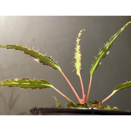 Begonia ambodiforahensis from Madagascar [LA0022-05z]