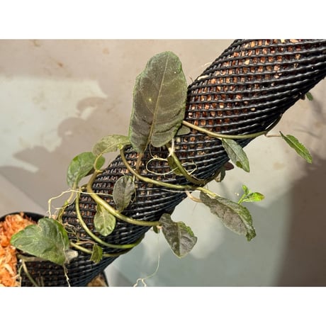 Solanum sp. from Iquitos Peru [tanakay]