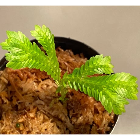 Selaginella sp. バリエガータ from "Nanga pinoh" [TB]