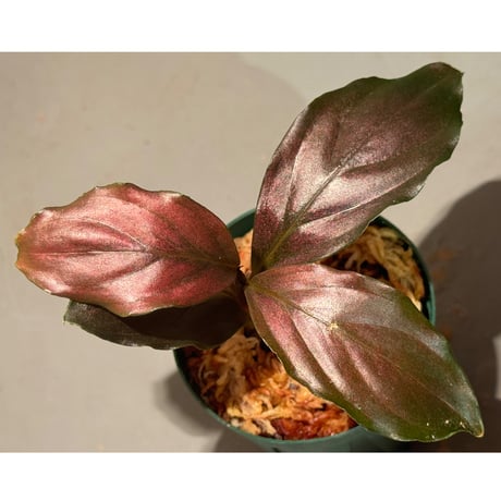 Rhodospatha sp. from Ecuador [tanakay]