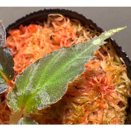 Begonia sp. from Kapuas hulu