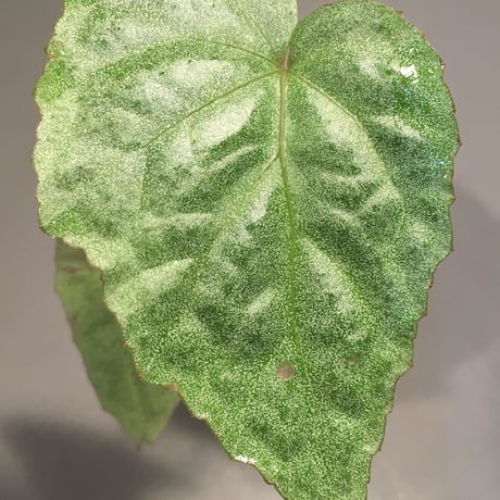 Begonia sp. from Ha Noi [TK140617]